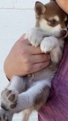 Alaskan Klee Kai Puppies for sale in Nampa, ID, USA. price: $2,500