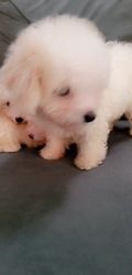 REHOMING toy poodle purebred puppies