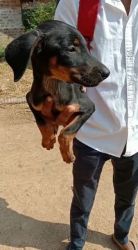 Doberma 3 female puppies available