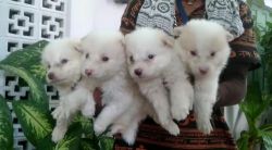 Pomerian puppy for sale
