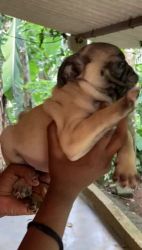 Pug Puppies for sale in Coimbatore, Tamil Nadu. price: 8,000 INR