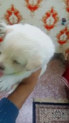 Pomeranian Puppies for sale in Panki, Kanpur, Uttar Pradesh, India. price: 4,000 INR