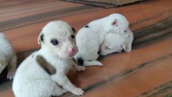 Indian Spitz Puppies for sale in Palakkad, Kerala, India. price: 2,000 INR
