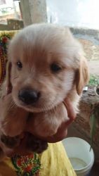 Golden Retriever Puppies for sale in Dhenkanal, Odisha, India. price: 15,000 INR