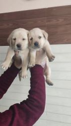 Labrador puppy available