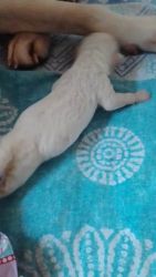 Need to sale my puppies just new born labrador 4000 rs from goregao m