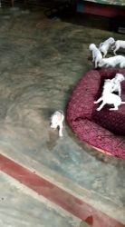 20 days old, family bred Mudhol puppies for sale
