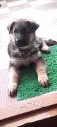 2 Month old German Shepherd puppy