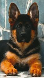 German shepherd puppies available for sale in indore