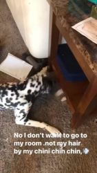 Dalmatian Puppies for sale in Fort Wayne, IN, USA. price: $500