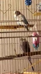 2 Parakeets need good home