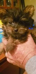 Silky Terrier Puppies for sale in Branson, MO 65616, USA. price: $900