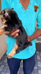 Show Quality Yorkshire Terrier puppies available in bangalore