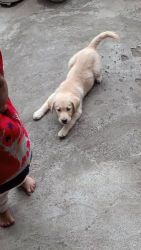 Labrador Retriever Puppies for sale in Bhopal, Madhya Pradesh, India. price: 10,000 INR