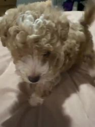 Miniature Poodle Puppies for sale in Houston, TX, USA. price: $1,100