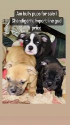 American Bully Puppies for sale in Chandigarh, India. price: 12,000 INR