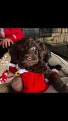 Standard Poodle Puppies for sale in Casa Grande, AZ, USA. price: $15,000