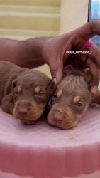 Doberman Pinscher Puppies for sale in Thigalarapalya Main Rd, Annapurneshwari Nagar, Vaddarapalya, Ragavendra Industrial Estate, Bengaluru, Karnataka 560058, India. price: 18,000 INR