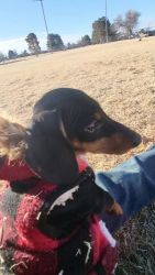 2 male mimi dachshunds for sale