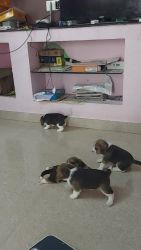 Beagle PUPPIES FOR SALE AT COIMBATORE
