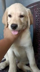 Labrador Retriever Puppies for sale in Thrippunithura, Kochi, Kerala, India. price: 3,000 INR
