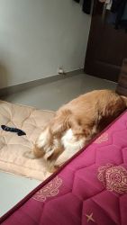 Beautiful and friendly golden retriever puppy...potty and pee trained