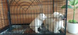 Labrador Retriever Puppies for sale in Chennai, Tamil Nadu, India. price: 25,000 INR