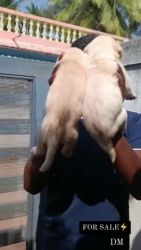 Labrador Retriever Puppies for sale in Polur, Tamil Nadu 606803, India. price: 7,000 INR