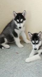 Two female Blue Husky puppies available in bangalore