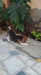 Male beagle 2 monts old in dark brown colour