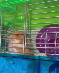 Hamster for sell 200 is my best offer (price negotiable)