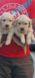 Golden Retriever Puppies for sale in Jayanagar, Bengaluru, Karnataka, India. price: 12,000 INR