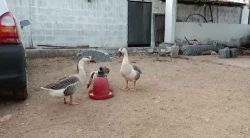 Goose duck for sale