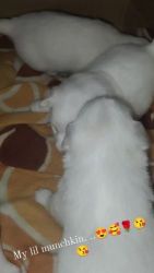 3 MALE POMERIAN PUPPIES FOR SALE