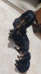 Active puppies available