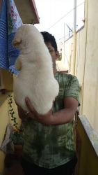Labrador Retriever Puppies for sale in 560056, 1st Main Rd, Jnananjyothinagar, Srirama Layout, Dasarahalli, Bengaluru, Karnataka 560056, India. price: 10,000 INR