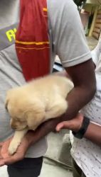Labrador Retriever Puppies for sale in Srivilliputhur, Tamil Nadu 626125, India. price: 14,000 INR