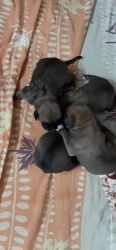Boxer Puppies for sale in Karaikudi, Tamil Nadu, India. price: 25,000 INR