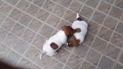 Female Jack Russel Terrier puppies looking for new homes xxxxxxxxxx