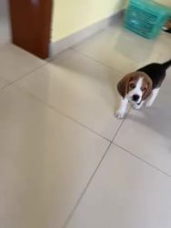 2 months beagle puppy for sale