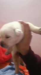 Labrador puppies for sale (Both male and female)