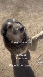 Wolfdog Puppies for sale in Phoenix, AZ, USA. price: NA