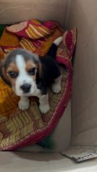 Beagle puppy for sell (40 days)