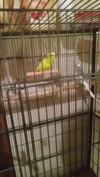 4 budgies and glight cage
