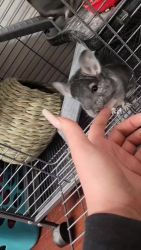 Two male baby chinchillas
