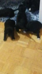 6 pitsky puppies left