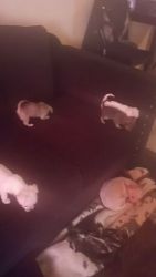 Part Chihuahua and shih Tzu 7 weeks old