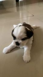 1month old shiz Tzu puppy for sale male