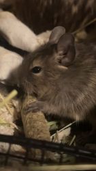 Degus Available for Adoption