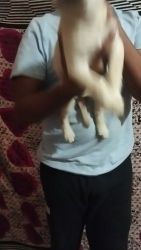 40 days old Labrador Retriever pure breed heavy double done